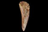 Fossil Phytosaur Tooth - New Mexico #133365-1